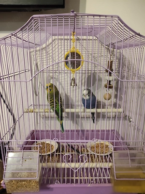 Vand 2 peruși foarte frumoși,cu tot cu cușcă!