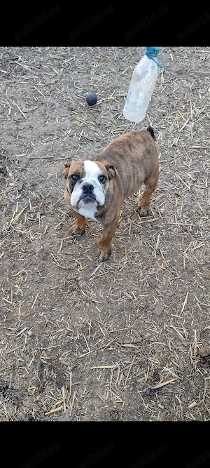 Bulldog Englez Microcip Oradea