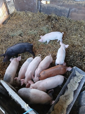 De Vânzare 10 bucăți 300 lei bucata  - imagine 5