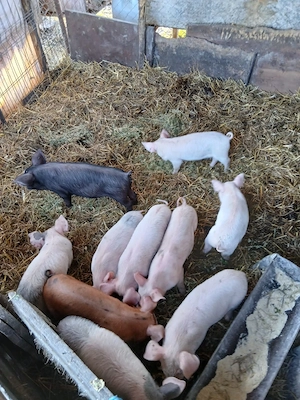 De Vânzare 10 bucăți 300 lei bucata 