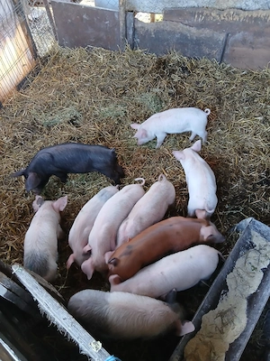 De Vânzare 10 bucăți 300 lei bucata  - imagine 4