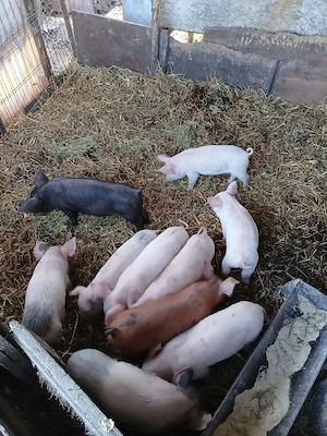 De Vânzare 10 bucăți 300 lei bucata  - imagine 2