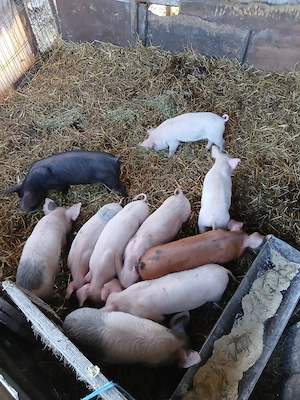 De Vânzare 10 bucăți 300 lei bucata  - imagine 3