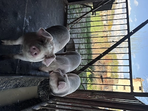 vând duroc alb crescut la țară  - imagine 2