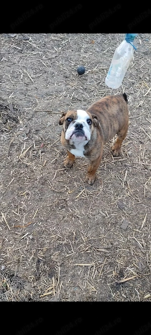 Bulldog Englez Microcip Oradea - imagine 4