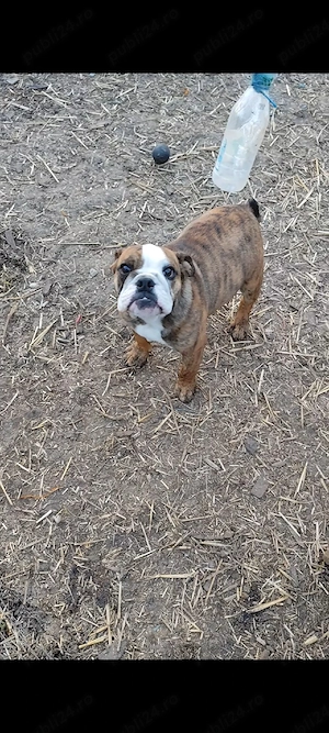 Bulldog Englez Microcip Oradea - imagine 5