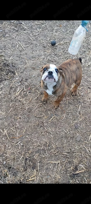 Bulldog Englez Microcip Oradea - imagine 3