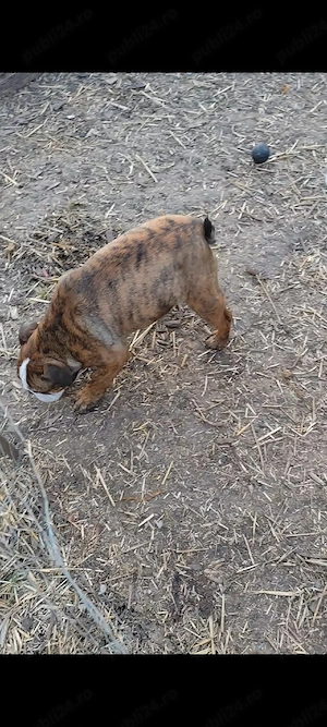 Bulldog Englez Microcip Oradea - imagine 2