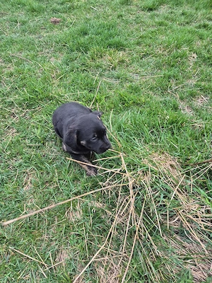 Oferim spre adopție o cățelușă adorabilă, în vârstă de 8 săptămâni.  (Bullmastiff   Ciobănesc)