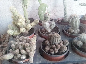 cactusi diverse soiuri 
