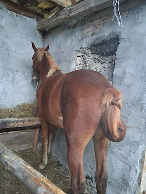 Mânză de un an - imagine 2