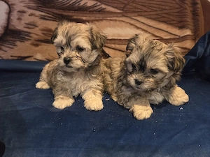 Bichon havanez - imagine 2