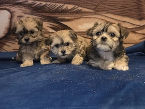 Bichon havanez - imagine 3