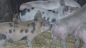 purcei 10 saptamana  - imagine 2