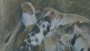 purcei oferta210 lei