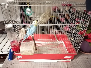 Vind doi papagali  - imagine 2