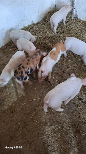 Purceii de vânzare.