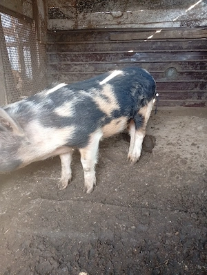 Îl dau la schimb pe iede  - imagine 3