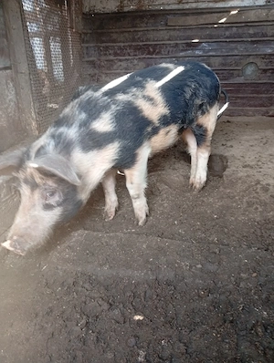 Îl dau la schimb pe iede  - imagine 2