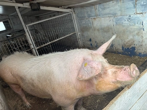 vand scroafa  - imagine 4