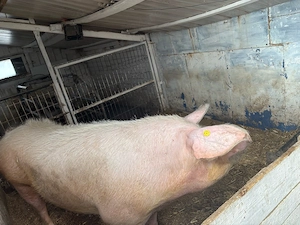 vand scroafa  - imagine 2