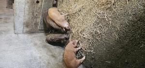 v nd purcei - imagine 3