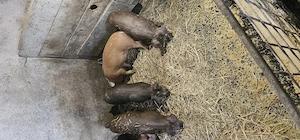 v nd purcei - imagine 4