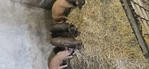 v nd purcei - imagine 2