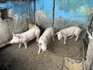 Vând 6 soldani între 50 -70 kg în Blaj, Alba - imagine 2