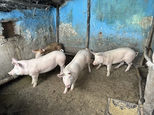 Vând 6 soldani între 50 -70 kg în Blaj, Alba - imagine 5