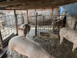 Vând 6 soldani între 50 -70 kg în Blaj, Alba - imagine 4