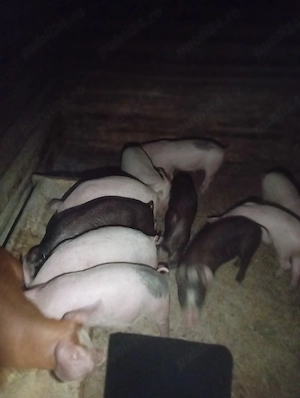 purcei de vânzare  - imagine 2