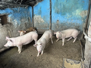 Vând 6 soldani între 50 -70 kg în Blaj, Alba - imagine 3