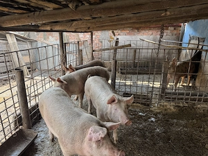 Vând 6 soldani cu greutate între 50-70 kg, în Blaj