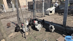 Vând ouă găină rasa Brahma