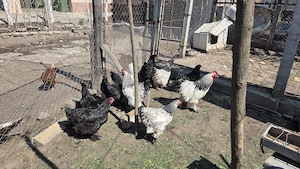 Vând ouă găină rasa Brahma
