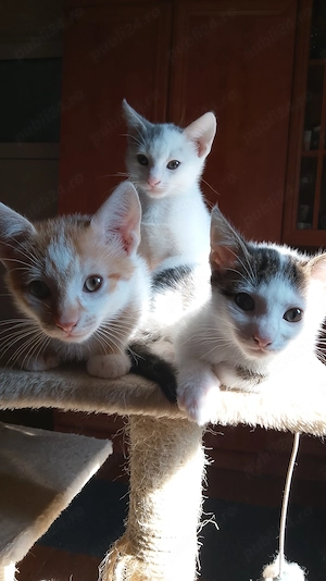 donez pisicuti educati - imagine 2