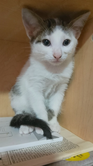 donez pisicuti educati - imagine 4