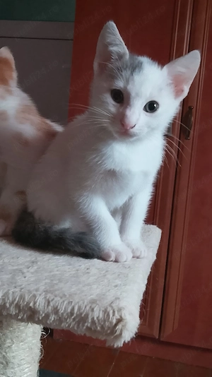 donez pisicuti educati - imagine 3