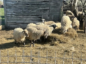 Vând oi,miei și berbec  - imagine 5