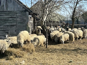 Vând oi,miei și berbec  - imagine 4