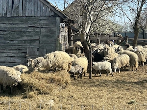 Vând oi,miei și berbec  - imagine 3