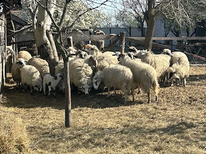 Vând oi,miei și berbec  - imagine 2