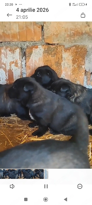 Căței Belgian Malinois 