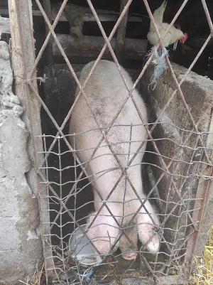 Carcasa sau viu porc Bazna și landrace - imagine 2