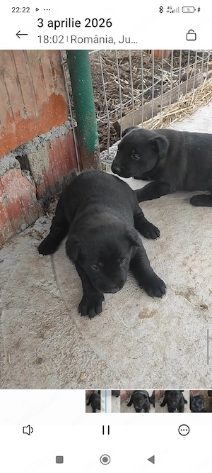 Căței Belgian Malinois 