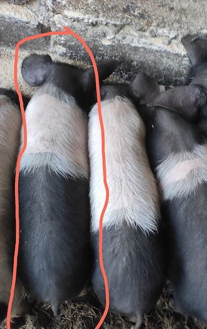 Carcasa sau viu porc Bazna și landrace - imagine 4