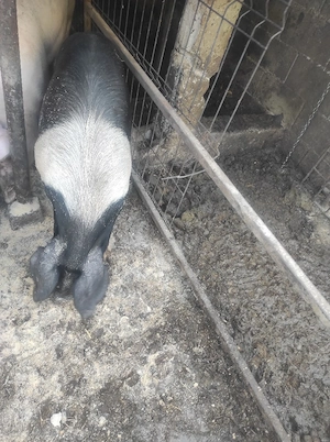 Carcasa sau viu porc Bazna și landrace - imagine 3
