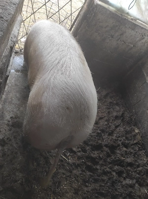 Carcasa sau viu porc Bazna și landrace