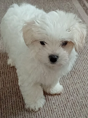 Bischoni maltezi mini toi 